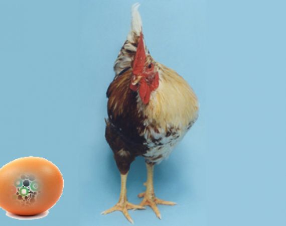 chicken and egg image