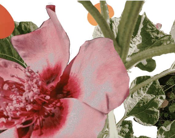 A digital image of a pink flower and green vegetation on a white background.