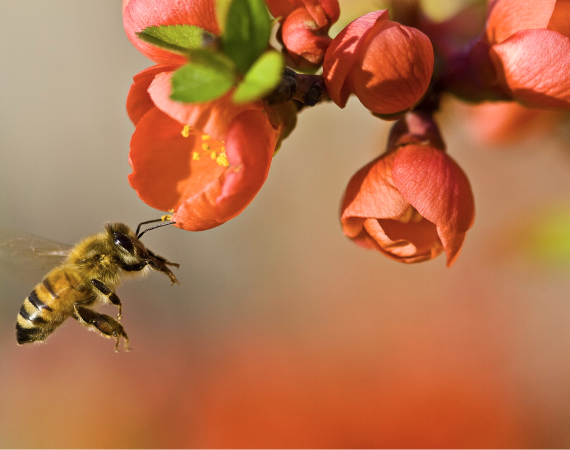 An image of a worker bee, mid flight, about to pollinate a dark pink flower.