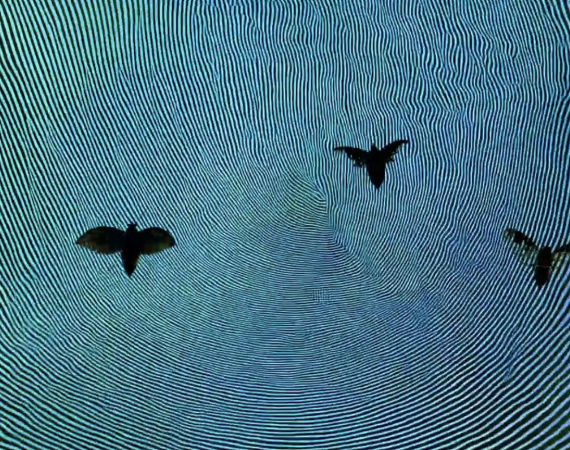A still from Moth Glitch by Eryk Salvaggio, depicting a blue anemone-like texture on which three black moths can be seen.