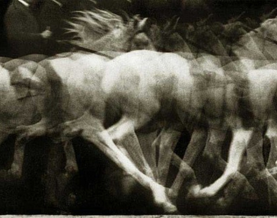 A blurry image of a white horse in motion.