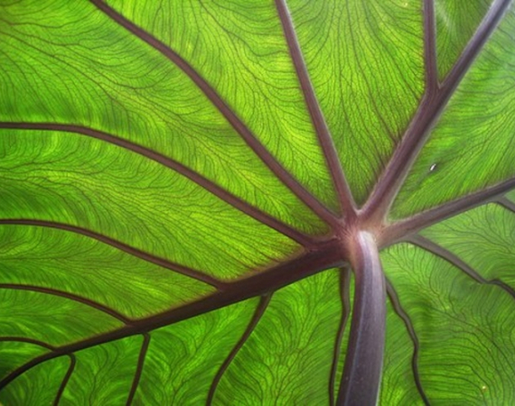 A close up image of the underside of a leaf. The stem is prominent, and the vein-like structures of the leaf are very visible.