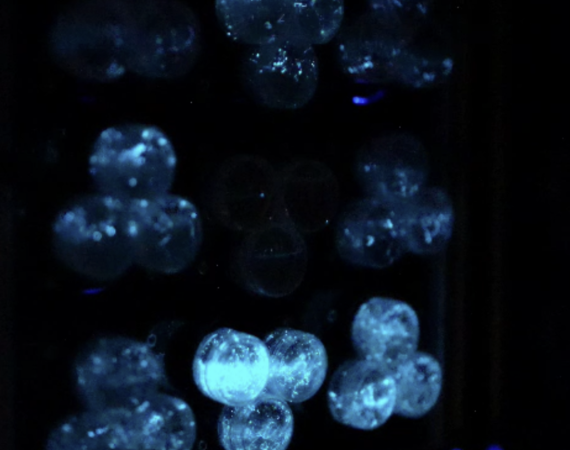 A microscopic image of blue algae cells against a black backdrop. They glow with a blue luminescence. 