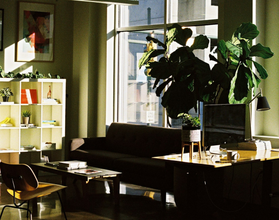 An image of a front room, with shelves, a desk and a large house plant in the foreground. 