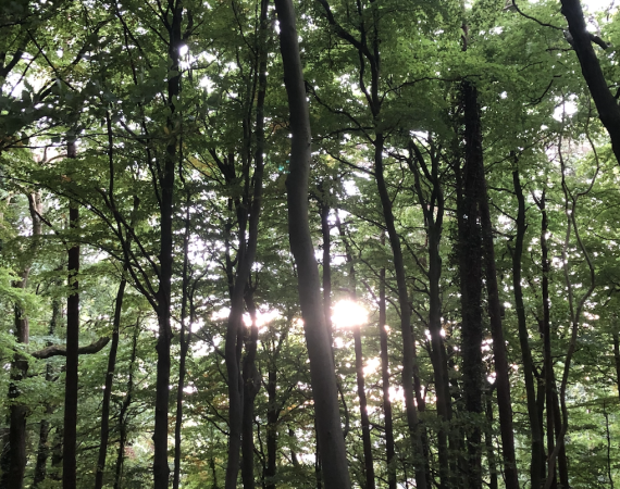 An image of a forest, with the sun poking through the trees. 