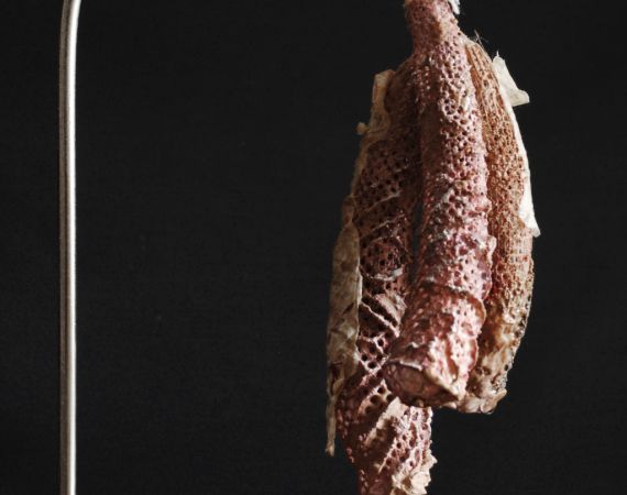 collagen scaffold no1 - saucisson by David Lisser 2017