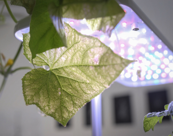 Image of plants and led lights