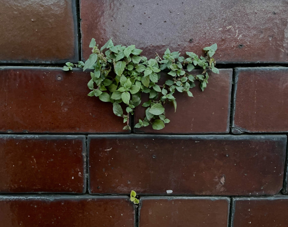 Green weeds grow in the cracks of a red brick wall.
