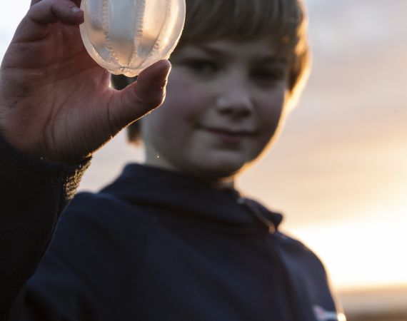 Boy holding sea gooseberry