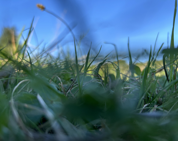 A field of grass shown from the view of someone lying down.