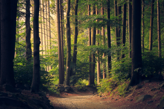 an Image of a clearing in the woods, with yellow sunlight streaming in