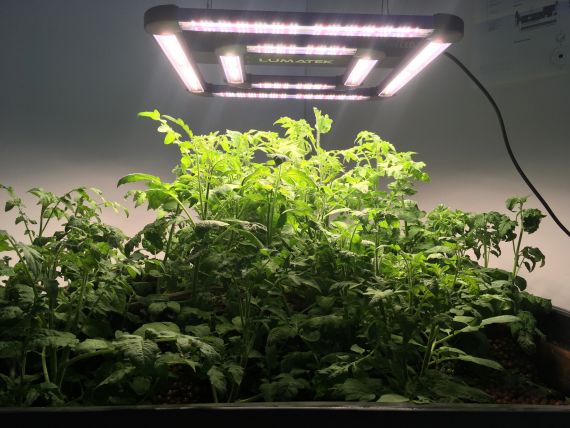 Katy Connor, HydroPoetics (2021) Work in progress (two month old tomato plants from seed, ‘Ebb n Flow’ 120litre hydroponic grow station, LED lighting, nutrient media)