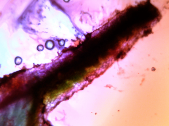 A microscopic and multi coloured image of a long black item, surrounded by bubbles, pink and orange blurs