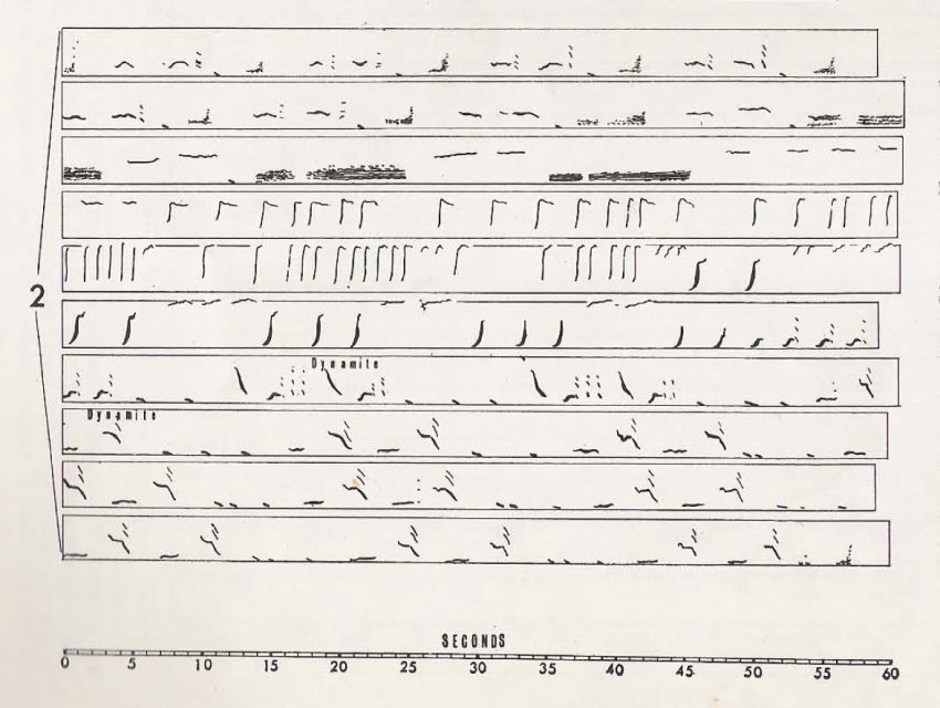 roger payne whalesong annotation