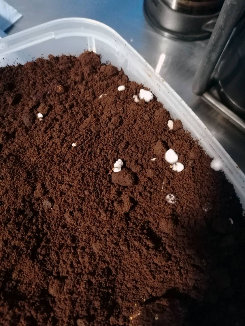 coffee mycelium