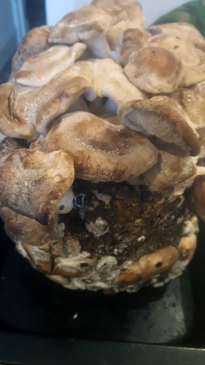 shiitake growth