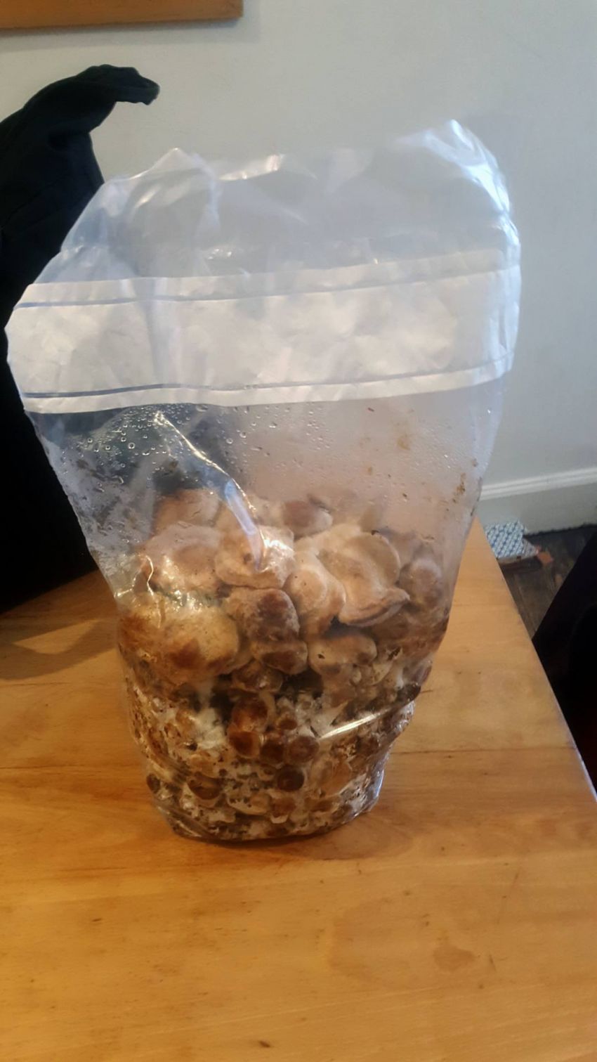 shiitake bag